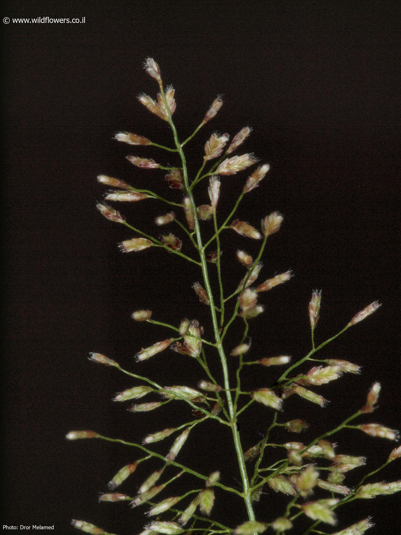 Eragrostis amabilis